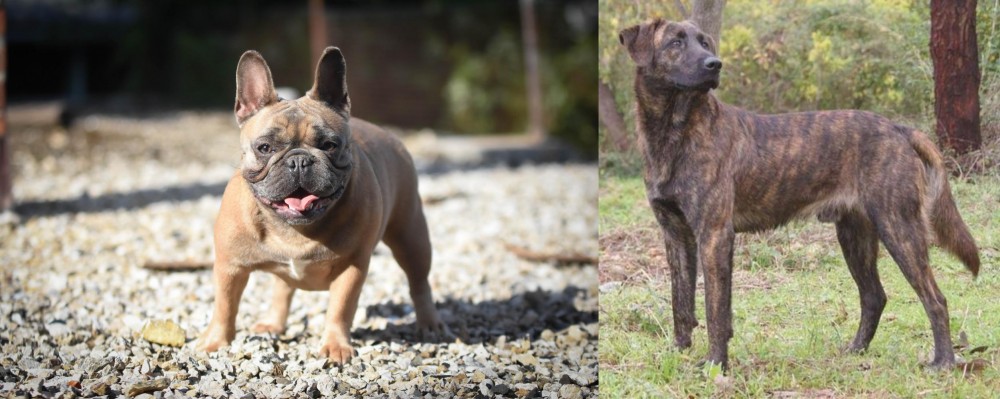 Treeing Tennessee Brindle vs French Bulldog - Breed Comparison