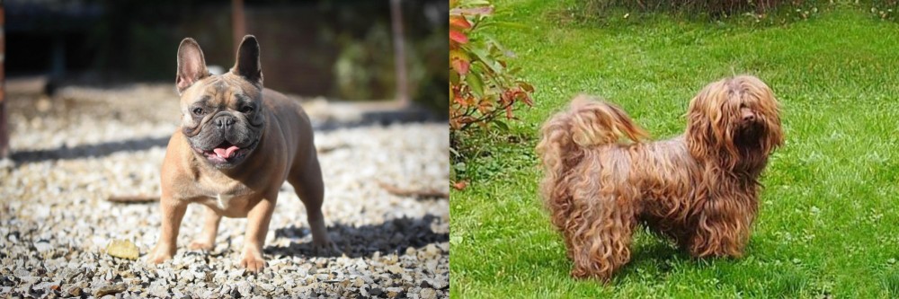 Tsvetnaya Bolonka vs French Bulldog - Breed Comparison
