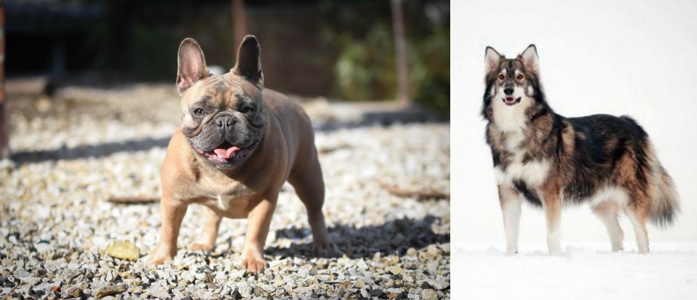 Utonagan vs French Bulldog - Breed Comparison