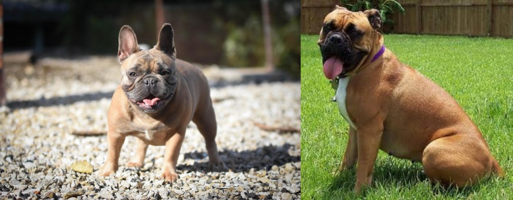 Valley Bulldog vs French Bulldog - Breed Comparison