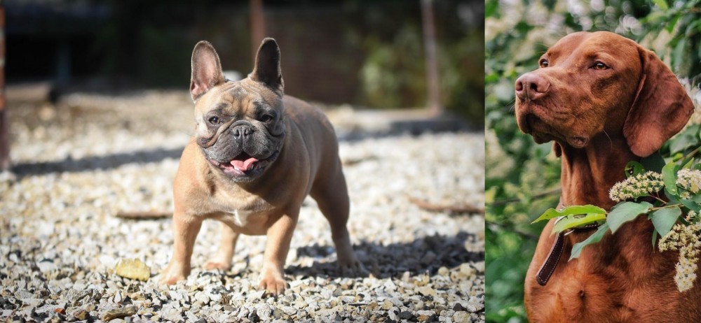 Vizsla vs French Bulldog - Breed Comparison