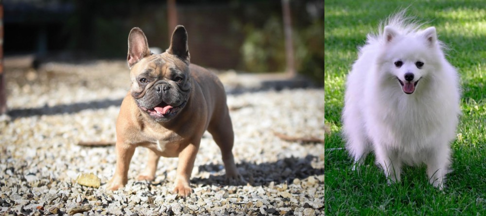 Volpino Italiano vs French Bulldog - Breed Comparison