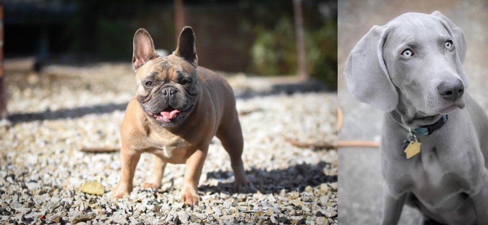 Weimaraner vs French Bulldog - Breed Comparison