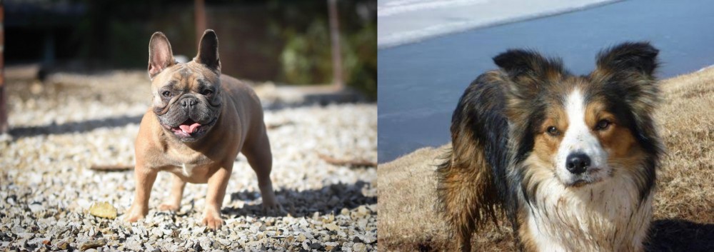 Welsh Sheepdog vs French Bulldog - Breed Comparison