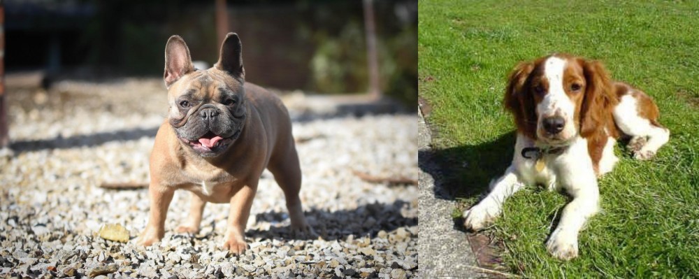 Welsh Springer Spaniel vs French Bulldog - Breed Comparison