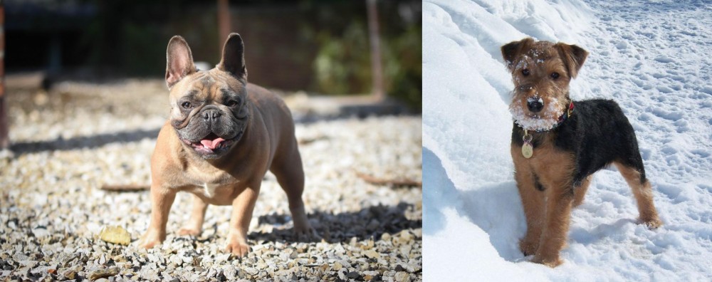 Welsh Terrier vs French Bulldog - Breed Comparison