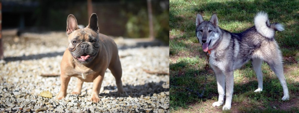 West Siberian Laika vs French Bulldog - Breed Comparison