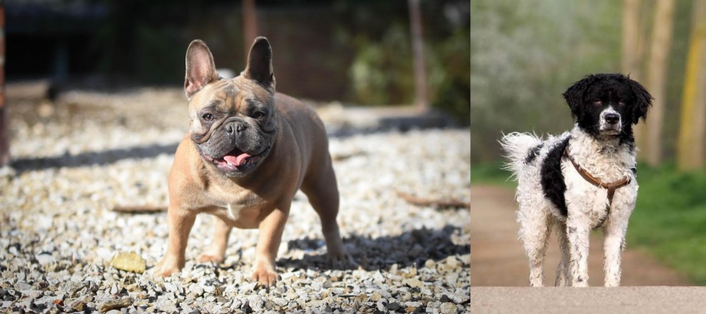 Wetterhoun vs French Bulldog - Breed Comparison