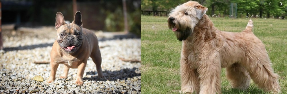 Wheaten Terrier vs French Bulldog - Breed Comparison