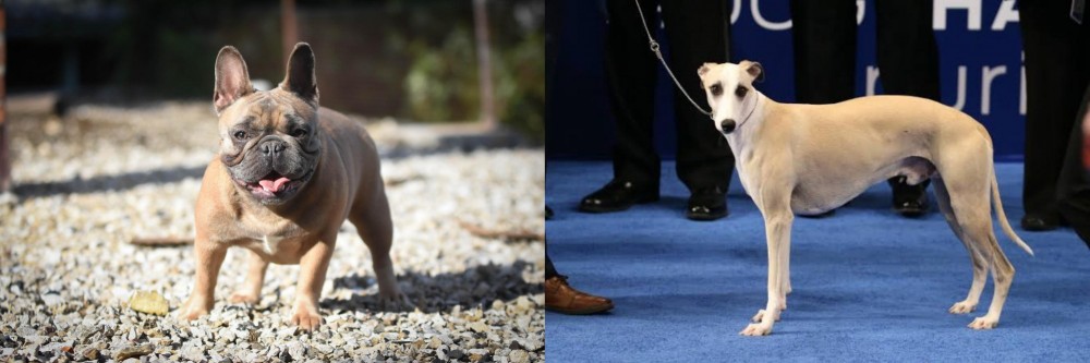 Whippet vs French Bulldog - Breed Comparison
