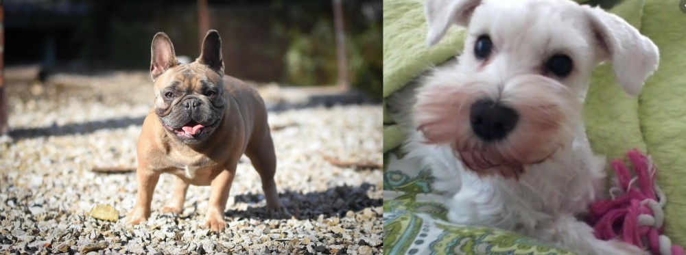 White Schnauzer vs French Bulldog - Breed Comparison