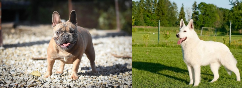 White Shepherd vs French Bulldog - Breed Comparison