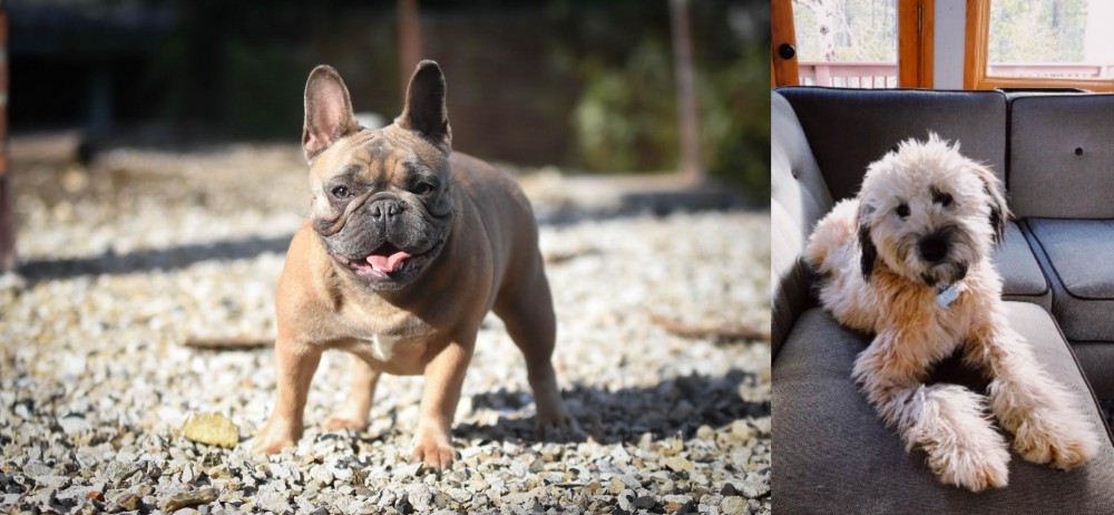 Whoodles vs French Bulldog - Breed Comparison