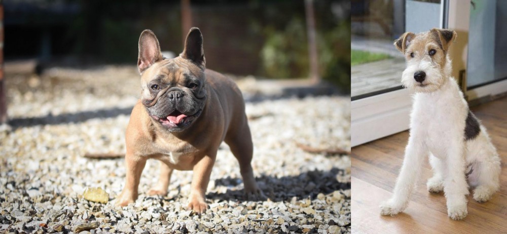 Wire Fox Terrier vs French Bulldog - Breed Comparison