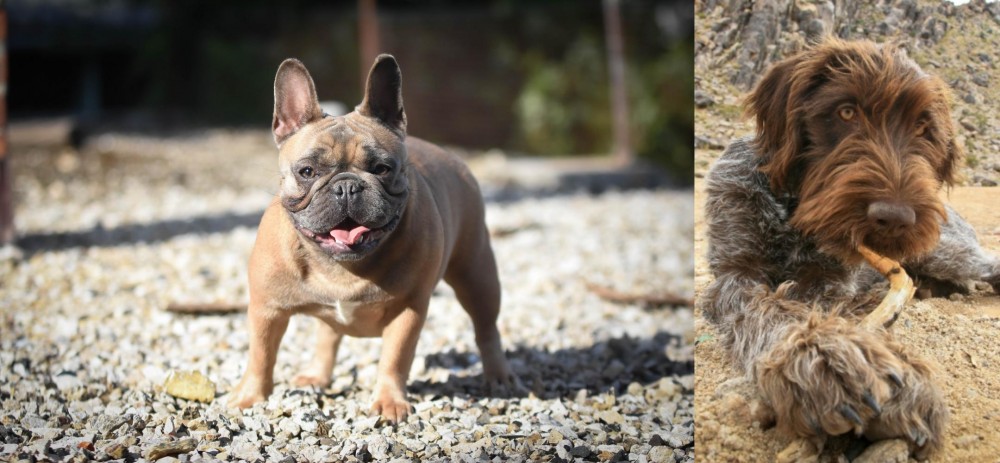 Wirehaired Pointing Griffon vs French Bulldog - Breed Comparison
