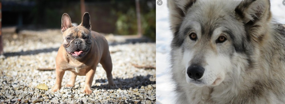 Wolfdog vs French Bulldog - Breed Comparison