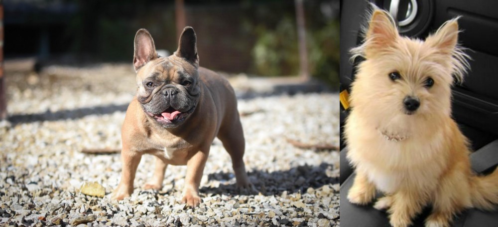 Yoranian vs French Bulldog - Breed Comparison
