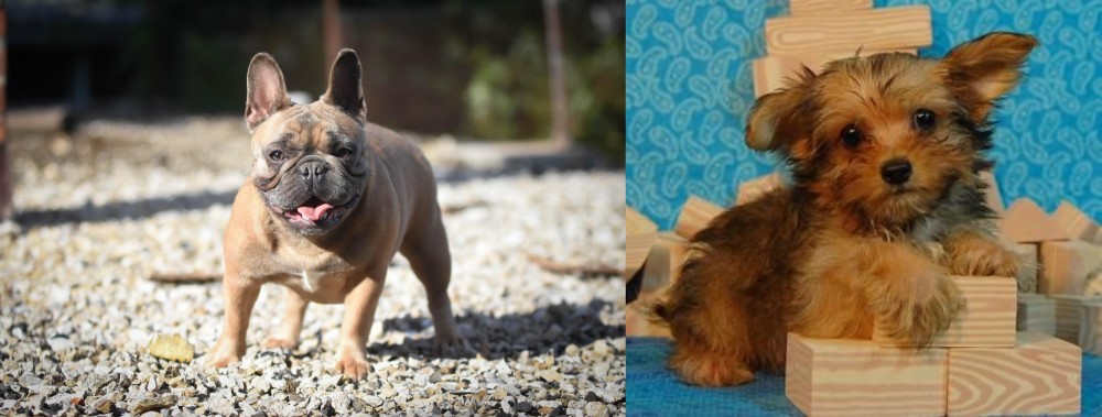 Yorkillon vs French Bulldog - Breed Comparison