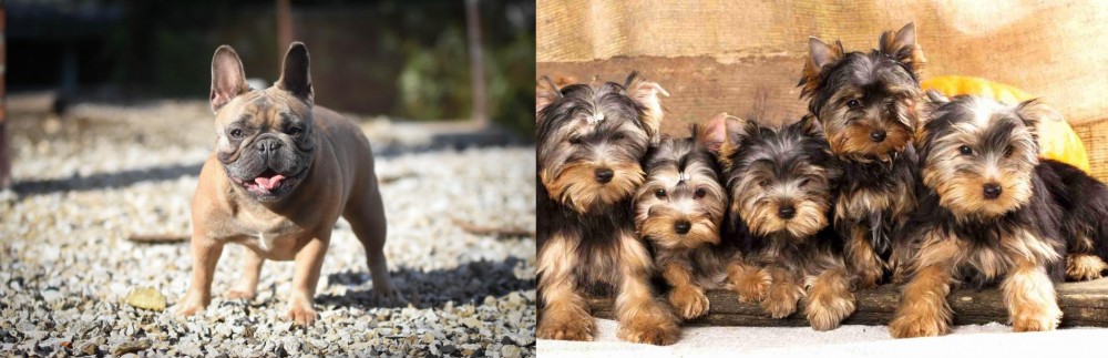 Yorkshire Terrier vs French Bulldog - Breed Comparison