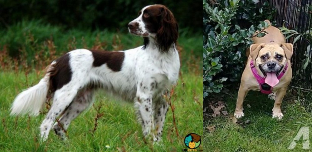 Beabull vs French Spaniel - Breed Comparison