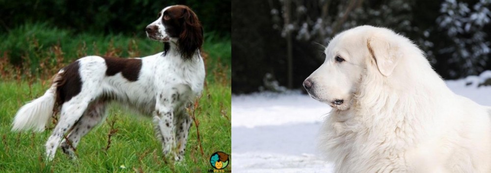 Great Pyrenees vs French Spaniel - Breed Comparison