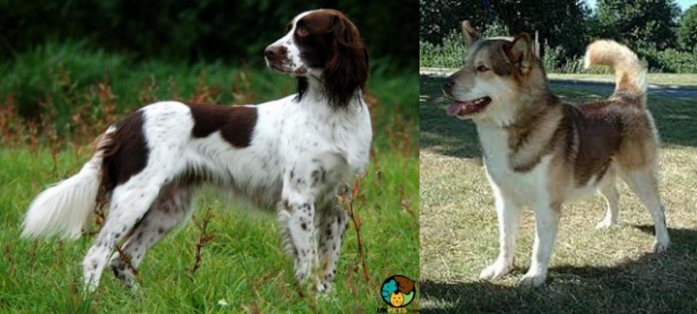Greenland Dog vs French Spaniel - Breed Comparison