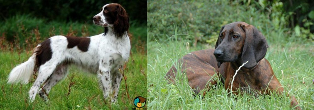 Hanover Hound vs French Spaniel - Breed Comparison