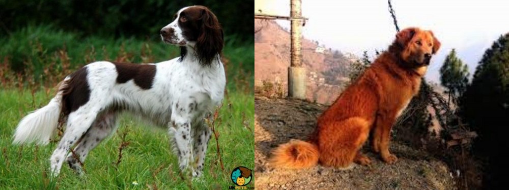 Himalayan Sheepdog vs French Spaniel - Breed Comparison