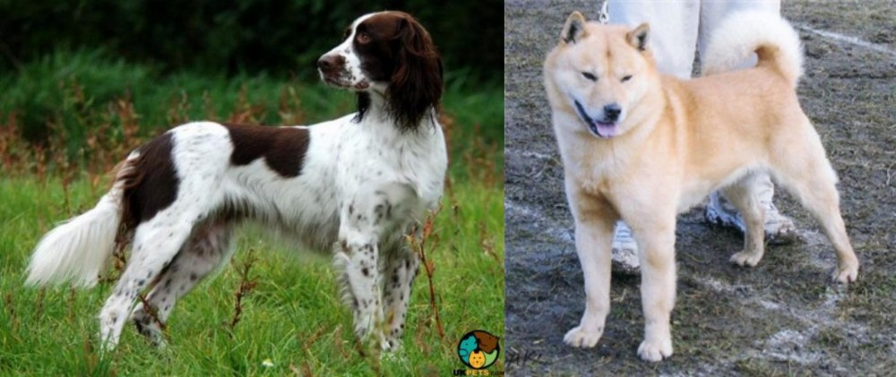 Hokkaido vs French Spaniel - Breed Comparison