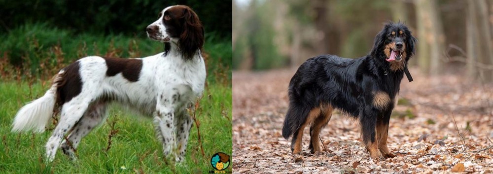 Hovawart vs French Spaniel - Breed Comparison