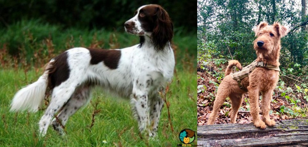Irish Terrier vs French Spaniel - Breed Comparison
