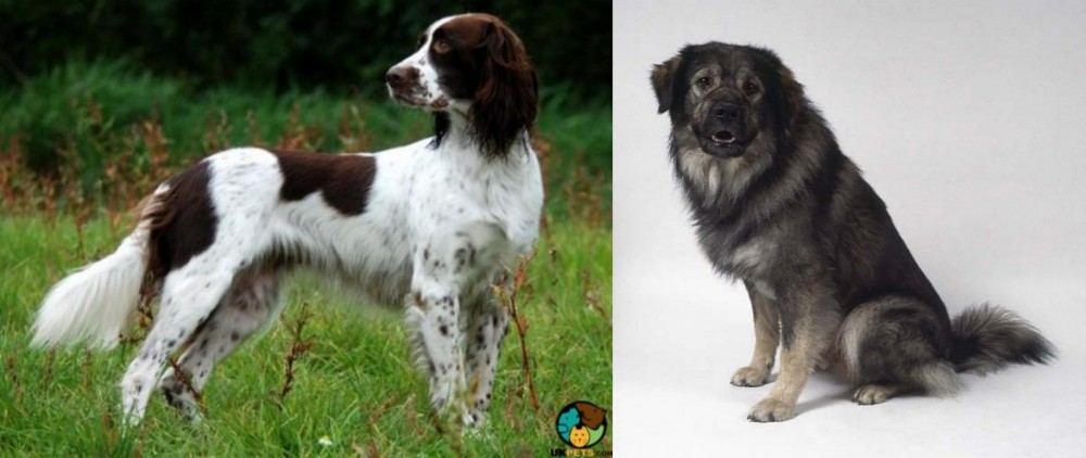 Istrian Sheepdog vs French Spaniel - Breed Comparison