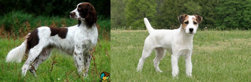 Jack Russell Terrier vs French Spaniel - Breed Comparison