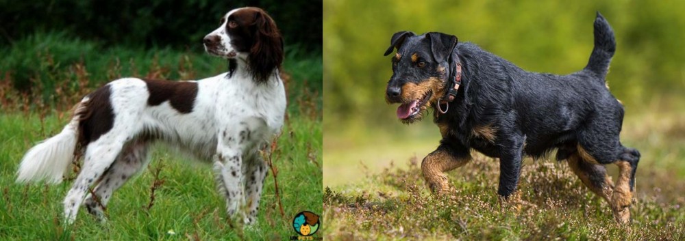Jagdterrier vs French Spaniel - Breed Comparison