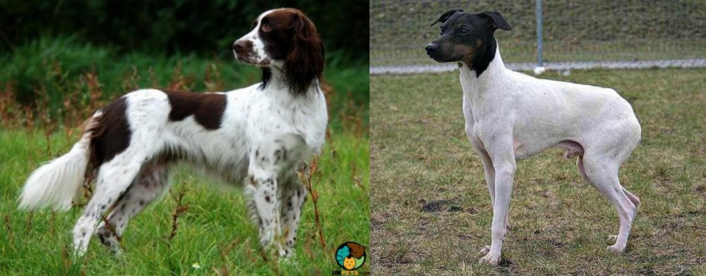 Japanese Terrier vs French Spaniel - Breed Comparison