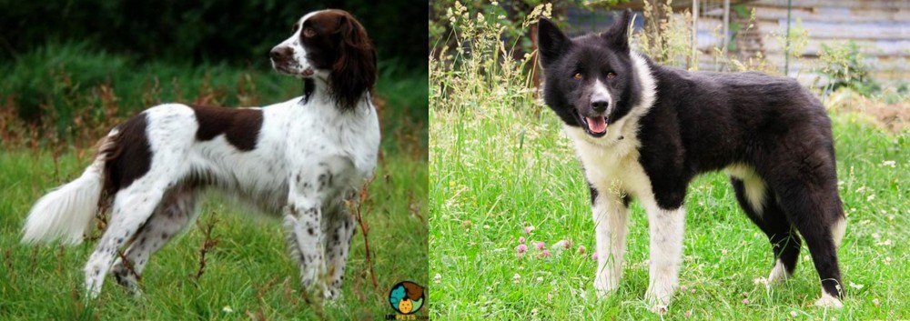 Karelian Bear Dog vs French Spaniel - Breed Comparison
