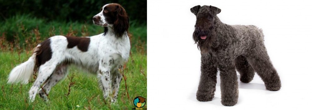 Kerry Blue Terrier vs French Spaniel - Breed Comparison
