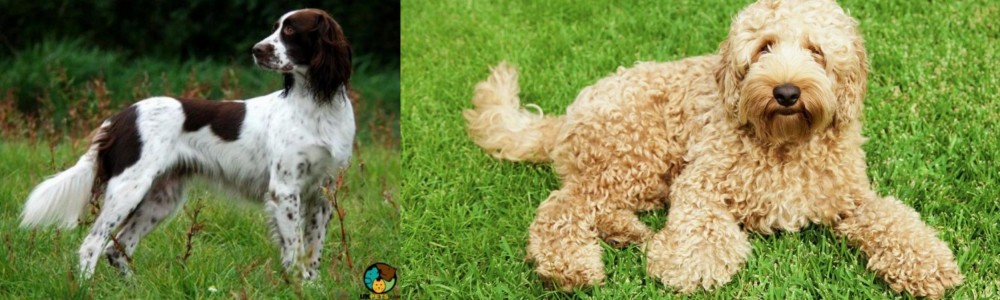 Labradoodle vs French Spaniel - Breed Comparison