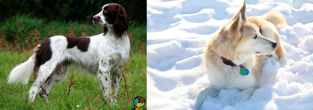 Labrador Husky vs French Spaniel - Breed Comparison