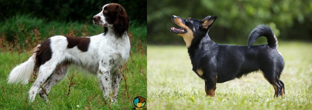 Lancashire Heeler vs French Spaniel - Breed Comparison