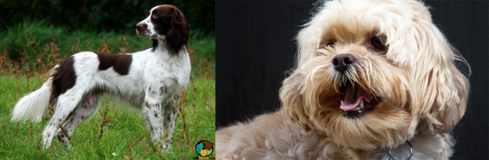 Lhasapoo vs French Spaniel - Breed Comparison