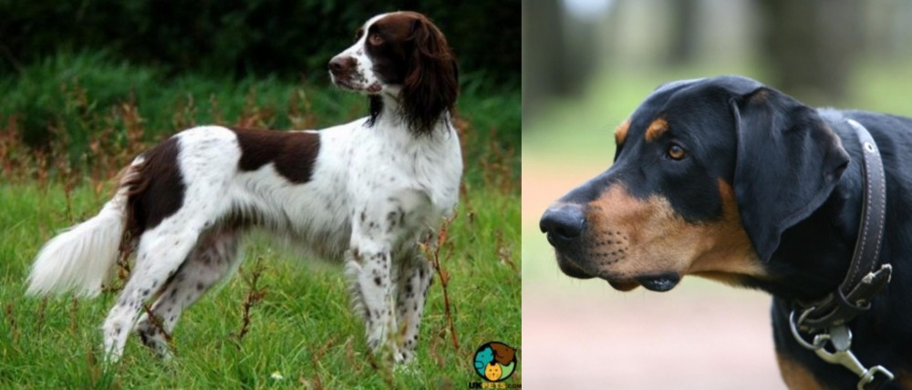 Lithuanian Hound vs French Spaniel - Breed Comparison