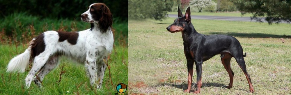 Manchester Terrier vs French Spaniel - Breed Comparison