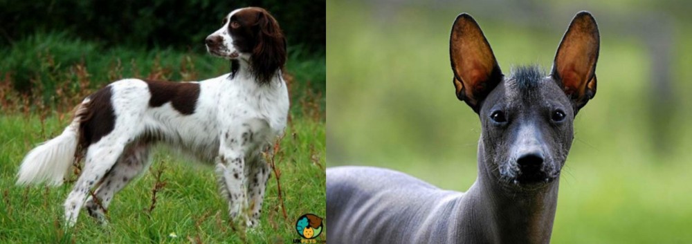 Mexican Hairless vs French Spaniel - Breed Comparison