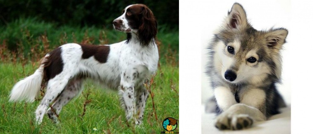 Miniature Siberian Husky vs French Spaniel - Breed Comparison