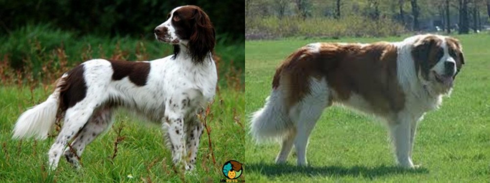 Moscow Watchdog vs French Spaniel - Breed Comparison