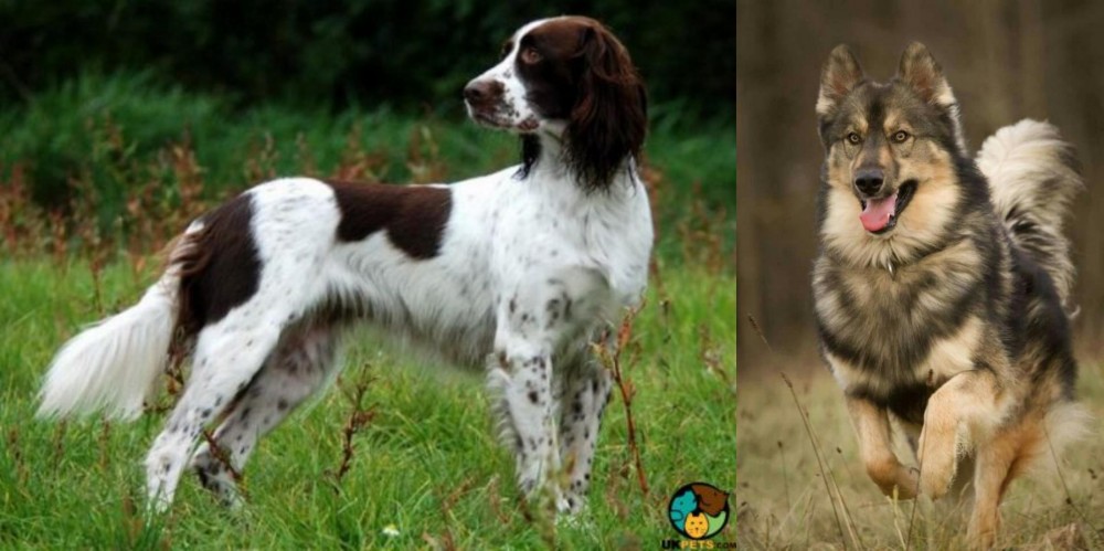 Native American Indian Dog vs French Spaniel - Breed Comparison