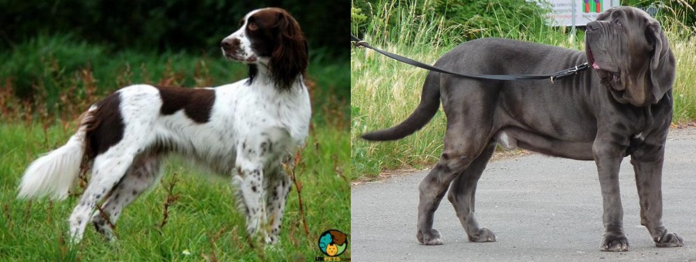 Neapolitan Mastiff vs French Spaniel - Breed Comparison