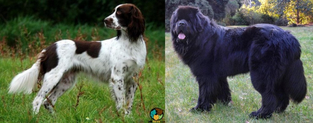 Newfoundland Dog vs French Spaniel - Breed Comparison