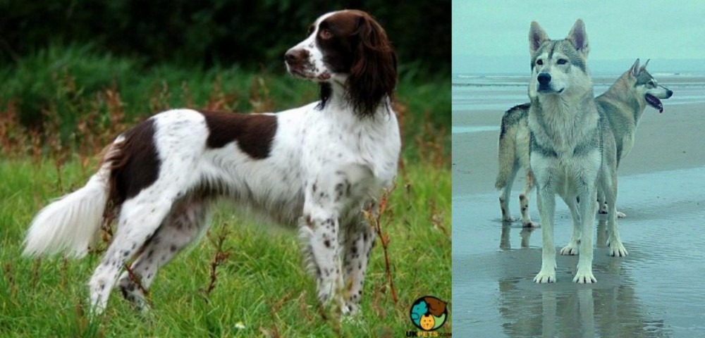 Northern Inuit Dog vs French Spaniel - Breed Comparison